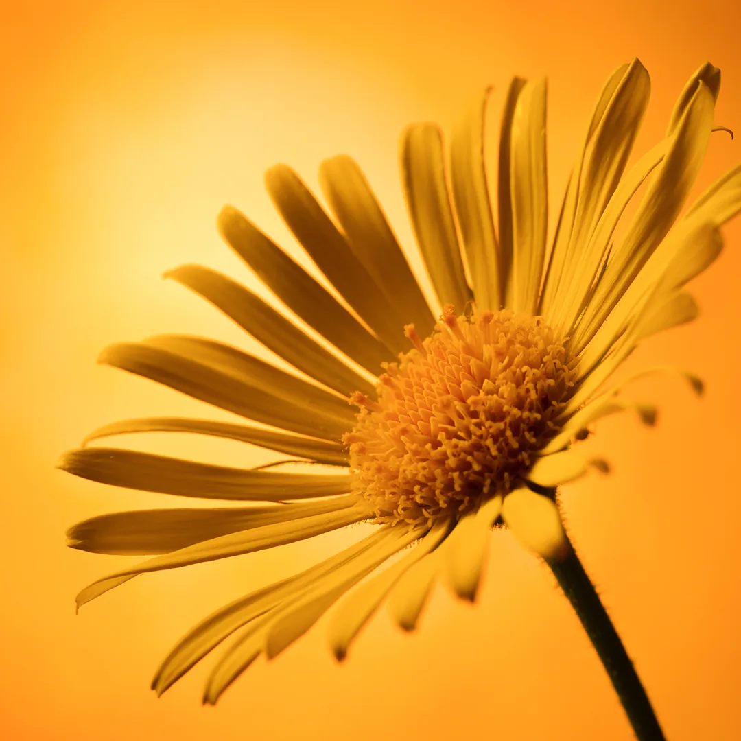 Flor de Arnica